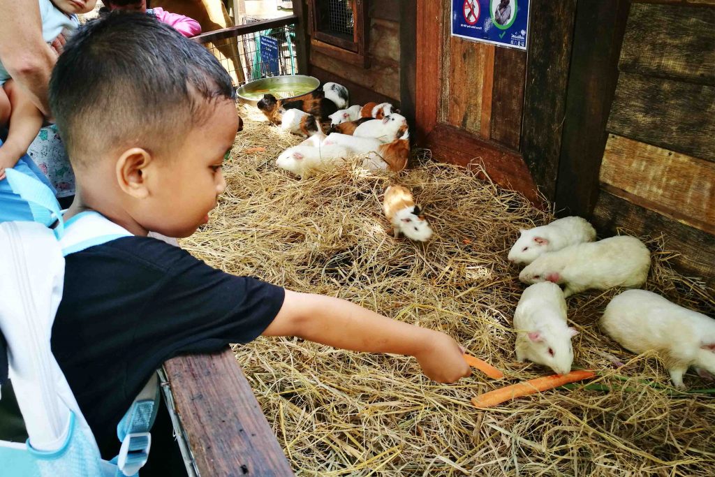 Farm In The City Malaysian Village Themed Petting Zoo