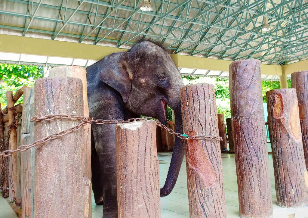 Percutian Menarik Pusat Konservasi Gajah Kebangsaan Kuala Gandah